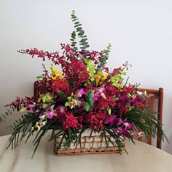 Assorted Orchids