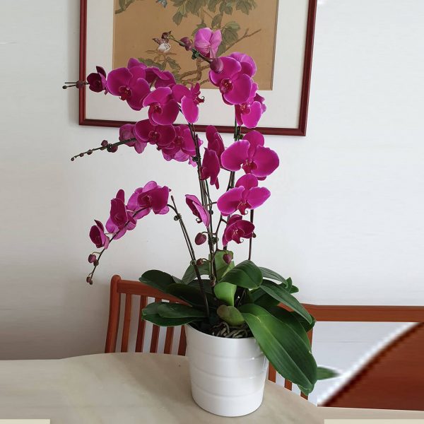 Phalaenopsis